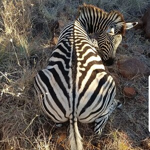 Zebra Hunt South Africa