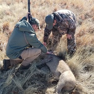 Warthog Hunt South Africa