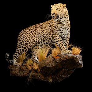 Leopard Full Mount Taxidermy