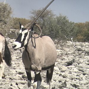 Unusual Gemsbok