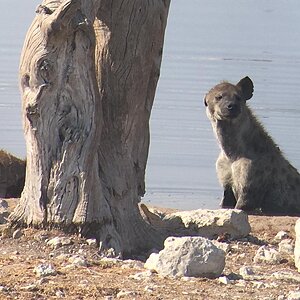 Hyena At Water