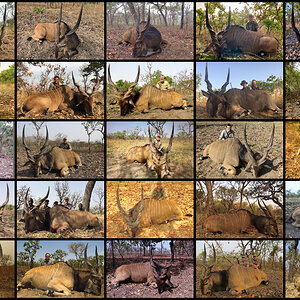 Hunting Lord Derby Eland in Cameroon