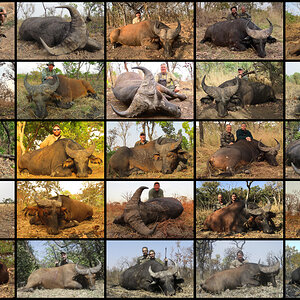 Hunting Western Buffalo in Cameroon