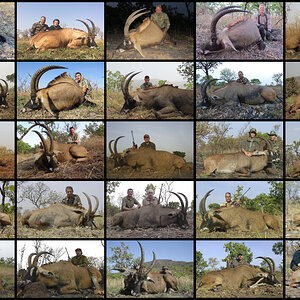 Hunting Western Roan in Cameroon