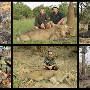 Hunting Elephant & Lion in Cameroon