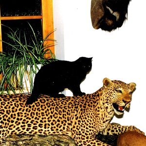 My best Leopard Full Mount Taxidermy