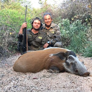 Bushpig Hunting Cameroon