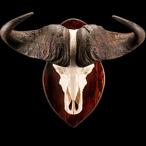 Buffalo European Skull Mount Taxidermy