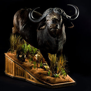 Buffalo Full Mount Taxidermy