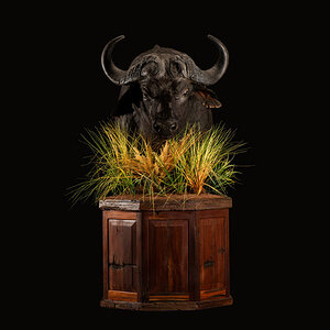 Buffalo Pedestal Mount Taxidermy