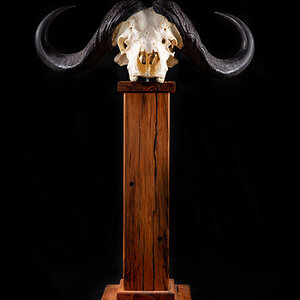 Buffalo Skull Pedestal Taxidermy