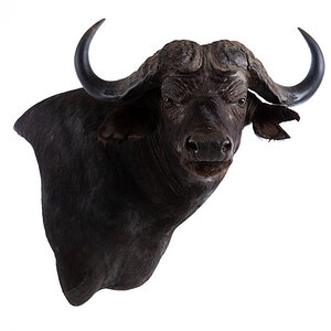 Buffalo Wall Mount Taxidermy