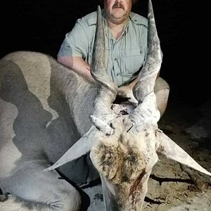 Eland  Hunt Namibia