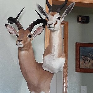 Impala & Springbok Pedestal Mount Taxidermy