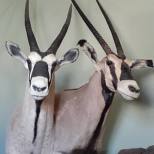 Gemsbok Pedestal Mount Taxidermy