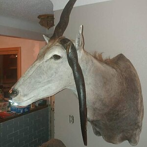 Unusual Eland Shoulder Mount Taxidermy