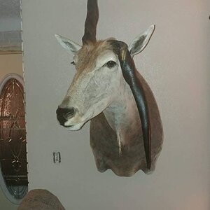 Unusual Eland Shoulder Mount Taxidermy