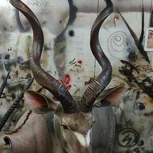 Kudu Shoulder Mount Taxidermy