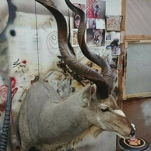 Kudu Shoulder Mount Taxidermy