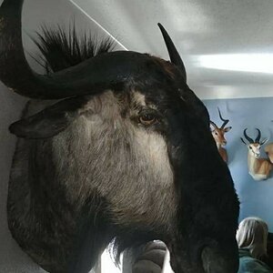 Blue Wildebeest Wall Pedestal Mount Taxidermy