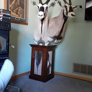 Gemsbok Pedestal Mount Taxidermy