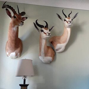 Impala & Springbok Shoulder Mount Taxidermy