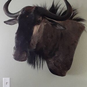 Blue Wildebeest Wall Pedestal Mount Taxidermy