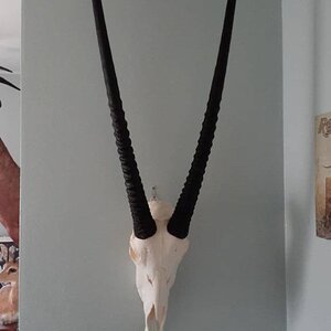 Gemsbok Bleached Skull Mount Taxidermy