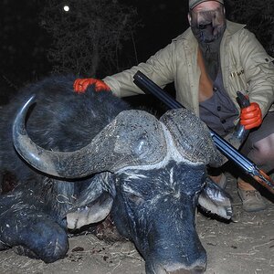 Hunting Buffalo South Africa