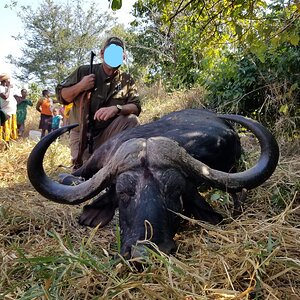 Another 44 inch Omay Buffalo