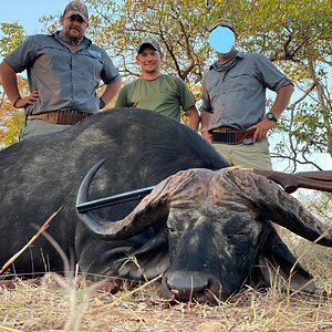 44 inch Omay Buffalo