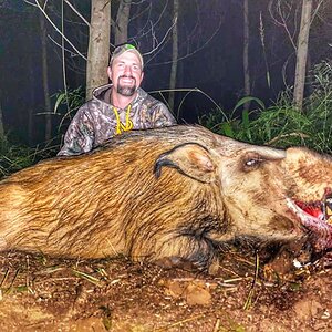 Bushpig Hunt Limpopo South Africa