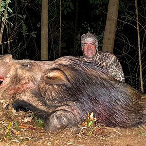 Bushpig Hunt Limpopo South Africa