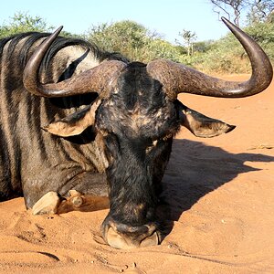 Blue Wildebeest Hunt Limpopo South Africa