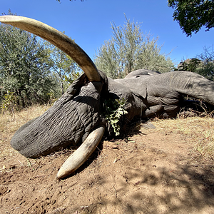 Elephant Hunt Namibia