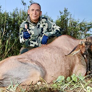 Abnormal Tsessebe Hunt Namibia