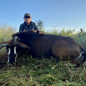 Abnormal Sable Hunt Namibia