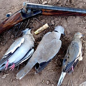 Dove Shooting