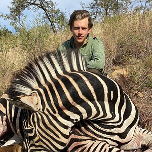 Zebra Hunting South Africa