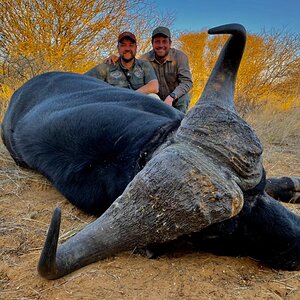 Buffalo Hunting South Africa