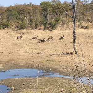 Kudu Zimbabwe