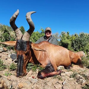 Red Hartebeest Hunting Eastern Cape South Africa