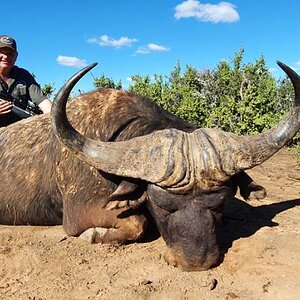 Buffalo Hunting Eastern Cape South Africa