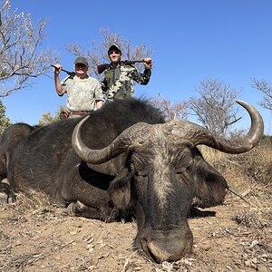 Buffalo Cow Hunt South Africa