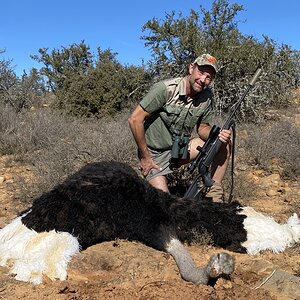 Ostrich Hunt Eastern Cape South Africa