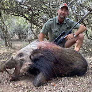 Bushpig Hunt Eastern Cape South Africa