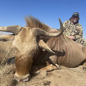 Golden Wildebeest Hunt South Africa