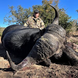 Buffalo Hunt South Africa