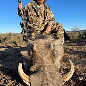 Warthog Hunt South Africa