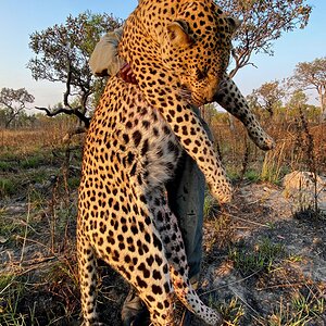 Leopard Hunting Tanzania